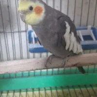 عروس هلندی بالغ تک و کوتوله|پرنده|رفسنجان, |دیوار