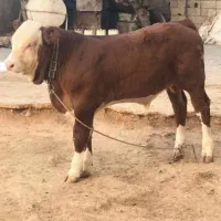 گوساله گاو تلیسه