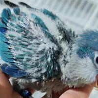 حراج جوجه ی سرلاکی طوطیهای خانگی دستی|پرنده|همدان, |دیوار