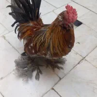 2 خروس یوکسل جوان سرحال|حیوانات مزرعه|قم, حنیف نژاد|دیوار