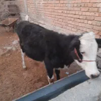 سلام|حیوانات مزرعه|دلبران, |دیوار