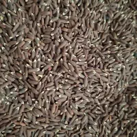 کنجد سیاه محلی