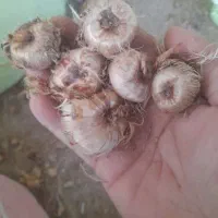 فروش پیاز زعفران به قیمت تعاونی|خوردنی و آشامیدنی|کاشان, امیرکبیر|دیوار