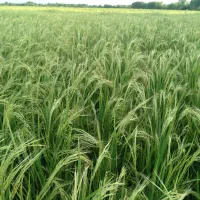 تخم جو هاشمی