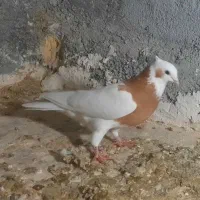 طوق زرده ماده عتیقه بی عیب