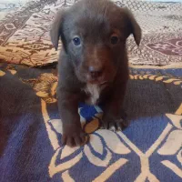 چهار تا توله از نژاد اصیل|سگ|سیرجان, |دیوار