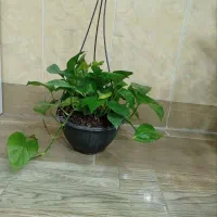 گل طبیعی|گل و گیاه طبیعی|بیرجند, |دیوار