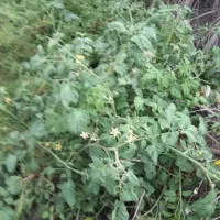 موتور سیجی ۲۰۰ کاربرات شده