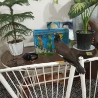 مینا.    با قفس یک ملیون پانصد|پرنده|مشهد, شهید بصیر|دیوار