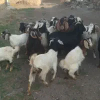 بز و بزغاله|حیوانات مزرعه|ارشق, |دیوار