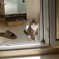 گربه