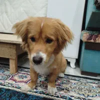 سگ پامر اشپیتز