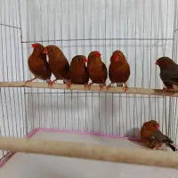فنچ کینگ فول اورنج