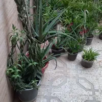 تعدادی گل بصورت  یکجا بفروش  میرسه بعلت نبود جا