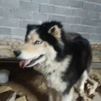 سگ هاسکی اصل