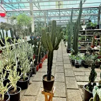 گل و گیاه طبیعی|گل و گیاه طبیعی|پاکدشت, پاکدشت (مامازند)|دیوار