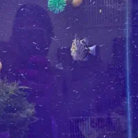 نیلوفر تایگر  ، گرین اسکات|ماهی|کرمانشاه, |دیوار