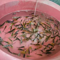 ماهی قرمز|ماهی|مبارکه, |دیوار