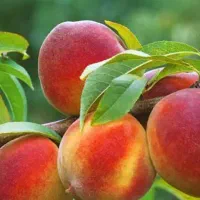 پیش فروش نهال هلو جوادی شناسه دار|خدمات باغبانی و درختکاری|بندر گز, |دیوار
