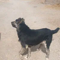 گمشده|حیوانات|درمیان, |دیوار