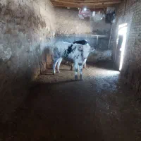 گاو.گوساله نر|حیوانات مزرعه|شیروان (خراسان), |دیوار