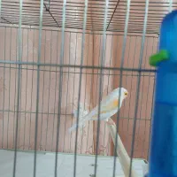 نر مزایکی ریز خون