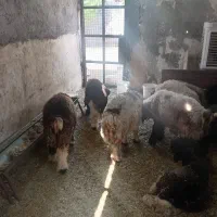 بره
