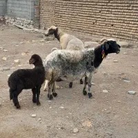گوسفند درشت بره دار