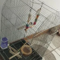 قفس کاسکویی