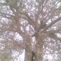 خرید ار چوب باغی|خدمات باغبانی و درختکاری|گرگان, |دیوار