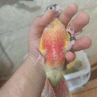 جوجه گرینچیک جوجه عروس هلندی جوجه مرغ عشق