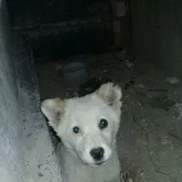 سگ روباحی|سگ|قم, خداکرم|دیوار