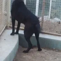 سگ سرابی نر