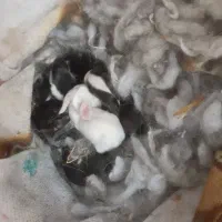 خرگوش با بچه|موش و خرگوش|زاهدان, |دیوار