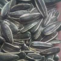 تخمه خوی و کردو کاغذی|خوردنی و آشامیدنی|دشتابی, |دیوار