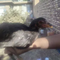 سه عدد مرغ و یک خروس|حیوانات مزرعه|تربت جام, علوی|دیوار