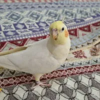 عروس هلندی ماده|پرنده|کاشان, معلم|دیوار