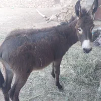 کره خر نر