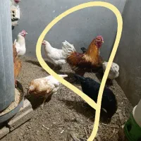 خروس نژاد دار و جوجه مرغ