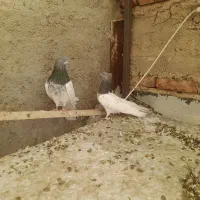 فروش کبوتر نروماده
