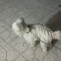 گمشده