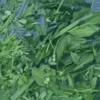 قرمه سبزی ۶۰کیلوی