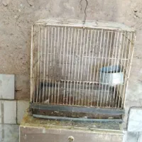 قفس ترقه و قناری|لوازم جانبی حیوانات|شیراز, حجت آباد|دیوار