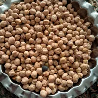 لوبیا قرمز ونخود محلی  زود پز  درشت|خوردنی و آشامیدنی|محمدشهر, ولدآباد|دیوار