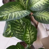 فروش انواع گل و گیاه ویلایی و اپارتمانی|گل و گیاه طبیعی|فردوسیه, |دیوار