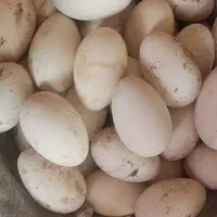 تخم قو غاز نطفه دار