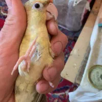 انواع گرینچیک ردچیک مونچیک|پرنده|مشهد, کوشش|دیوار