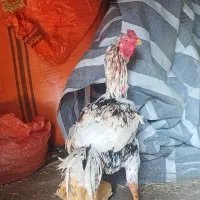 خروس لاری اصیل همه چیز تمام