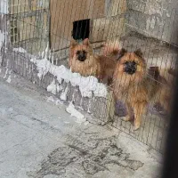 دو عدد پامر نر وماده|سگ|اندیشه, اندیشه فاز ۲|دیوار