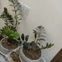 گل زامفولیا و کاکتوس|گل و گیاه طبیعی|تایباد, |دیوار